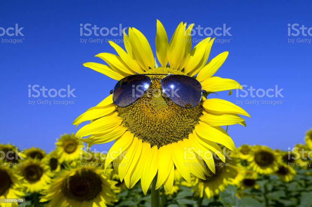 Detail Gambar Bunga Matahari Lucu Nomer 29
