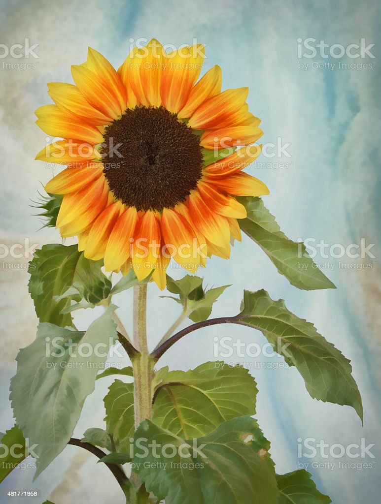 Detail Gambar Bunga Matahari Lukisan Nomer 35