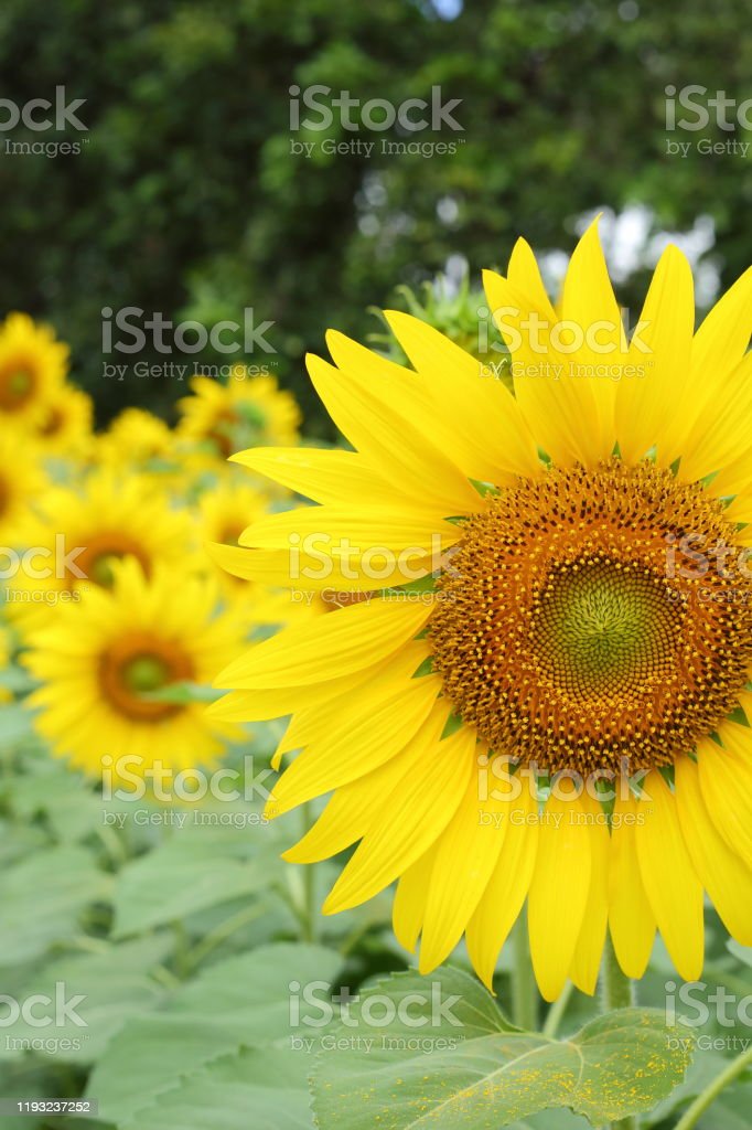 Detail Gambar Bunga Matahari Mekar Nomer 24