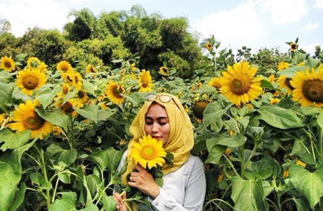 Detail Gambar Bunga Matahari Merupakan Objek Gambar Nomer 26