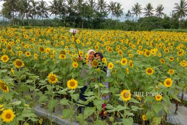 Detail Gambar Bunga Matahari Merupakan Objek Gambar Nomer 49