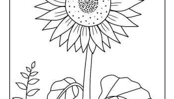 Detail Gambar Bunga Matahari Mewarnai Nomer 2
