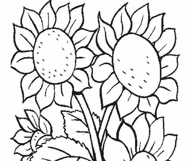 Detail Gambar Bunga Matahari Mewarnai Nomer 31