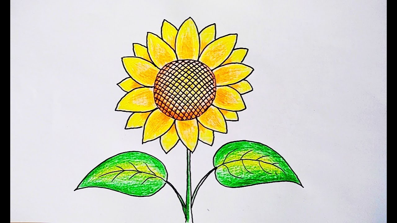 Detail Gambar Bunga Matahari Mewarnai Nomer 7
