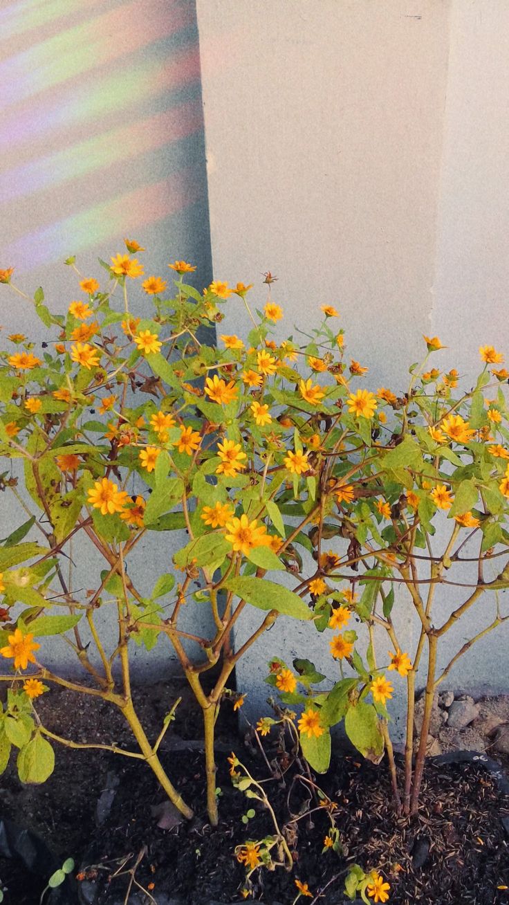 Detail Gambar Bunga Matahari Mini Nomer 39