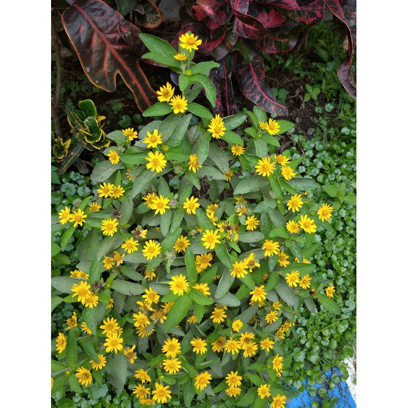 Detail Gambar Bunga Matahari Mini Nomer 53