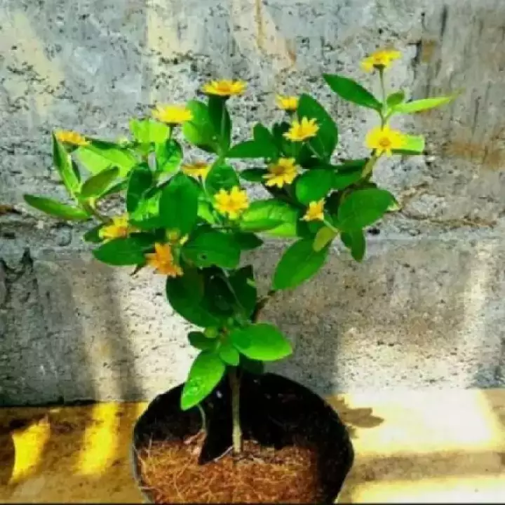 Detail Gambar Bunga Matahari Mini Nomer 8