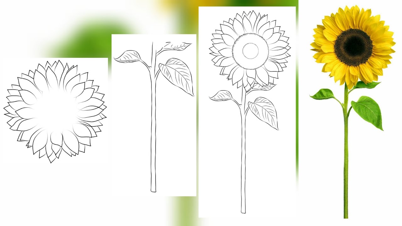 Detail Gambar Bunga Matahari Mudah Nomer 40