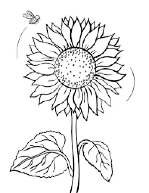 Detail Gambar Bunga Matahari Mudah Nomer 47