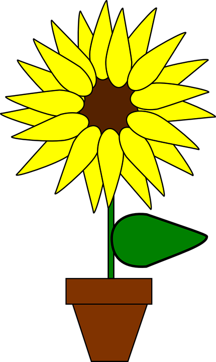 Detail Gambar Bunga Matahari Pakai Pot Nomer 2