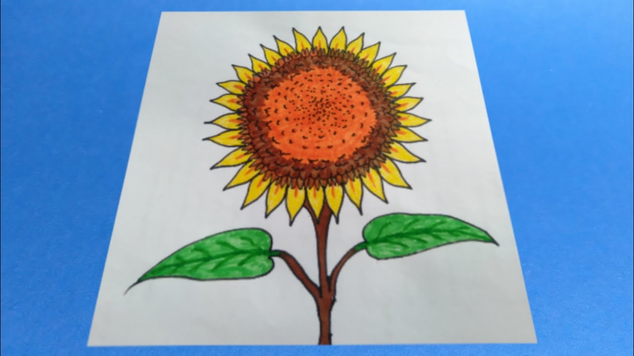 Detail Gambar Bunga Matahari Pensil Nomer 25