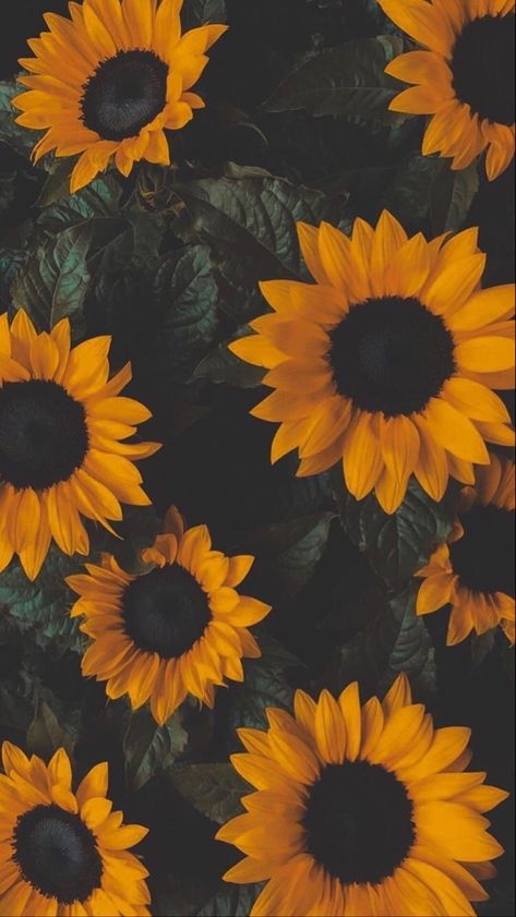 Detail Gambar Bunga Matahari Pinterest Nomer 13