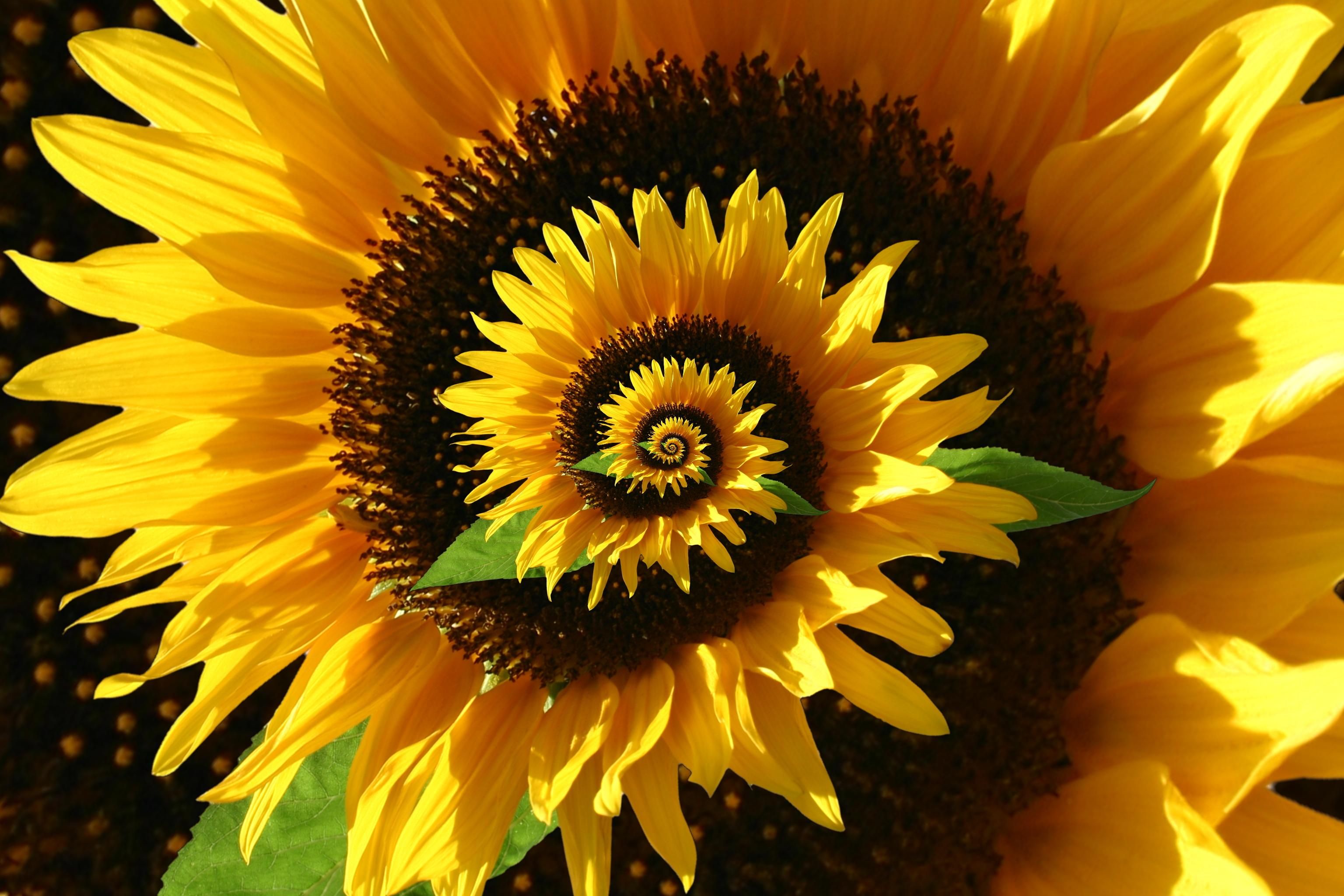Detail Gambar Bunga Matahari Pinterest Nomer 50