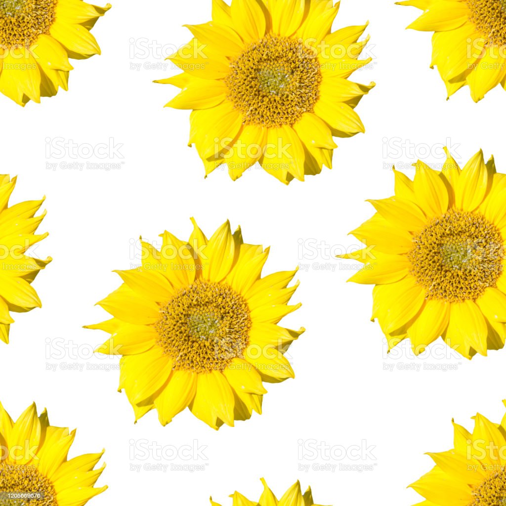 Detail Gambar Bunga Matahari Simple Nomer 43