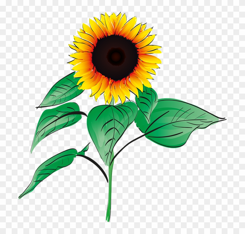 Download Gambar Bunga Matahari Tanpa Warna Nomer 34