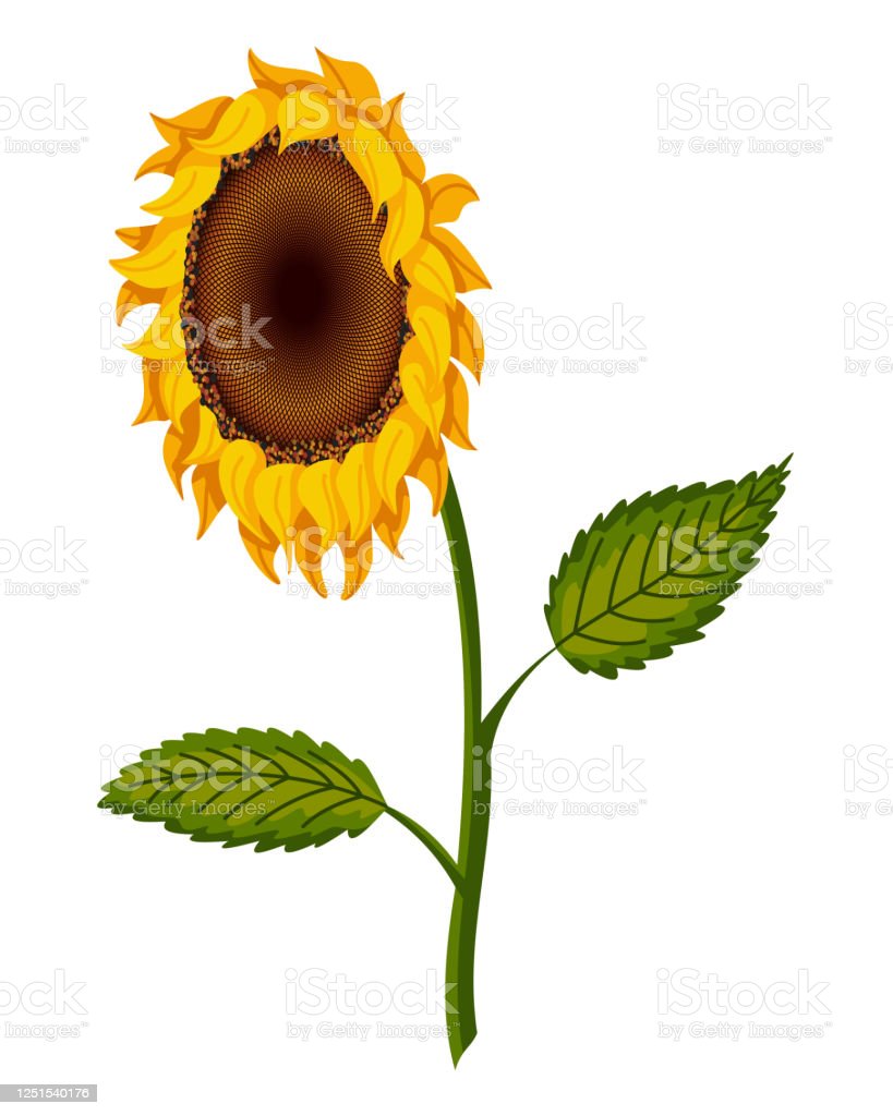 Detail Gambar Bunga Matahari Tanpa Warna Nomer 47