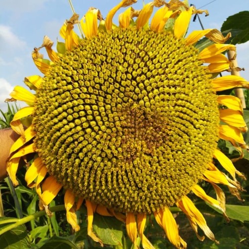 Detail Gambar Bunga Matahari Terbesar Nomer 11