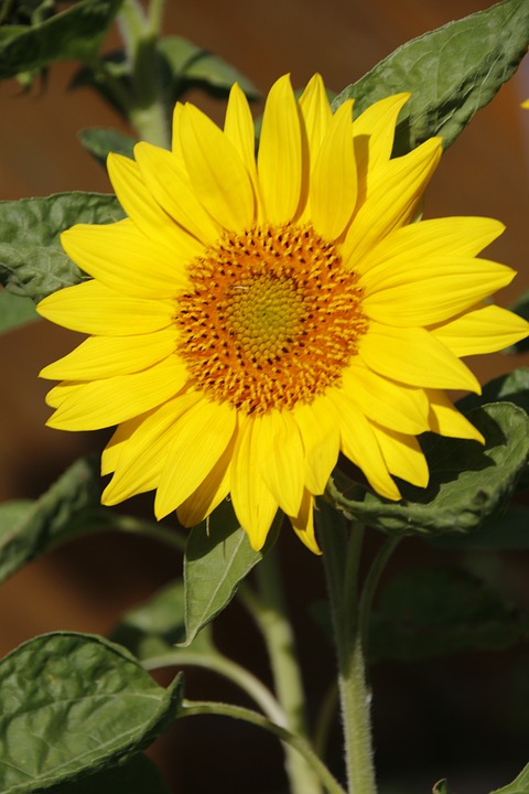 Detail Gambar Bunga Matahari Terbesar Nomer 18