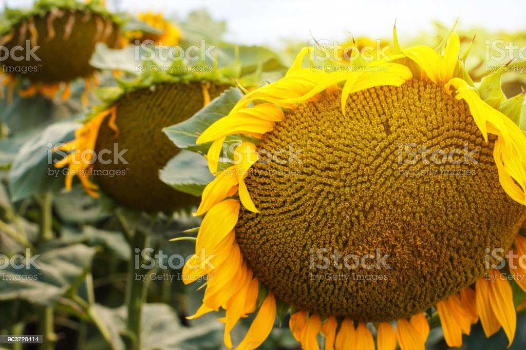 Detail Gambar Bunga Matahari Terbesar Nomer 51