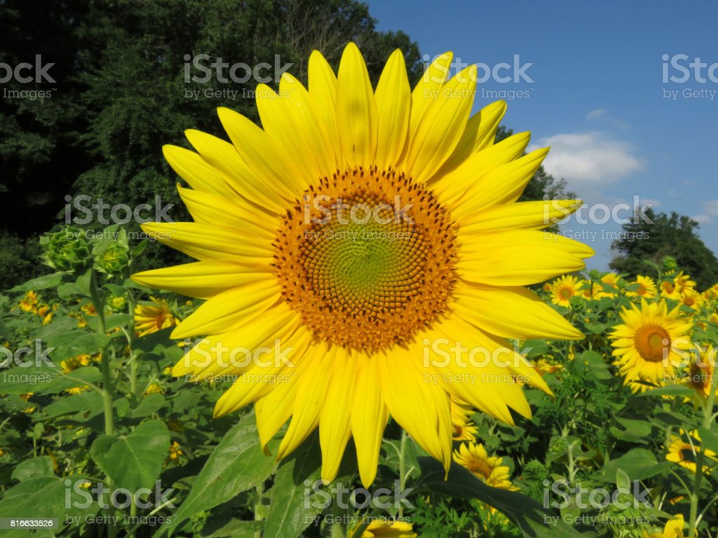 Detail Gambar Bunga Matahari Tercantik Nomer 39