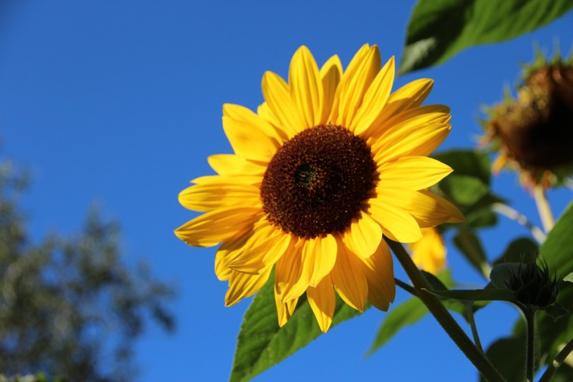 Detail Gambar Bunga Matahari Tercantik Nomer 47