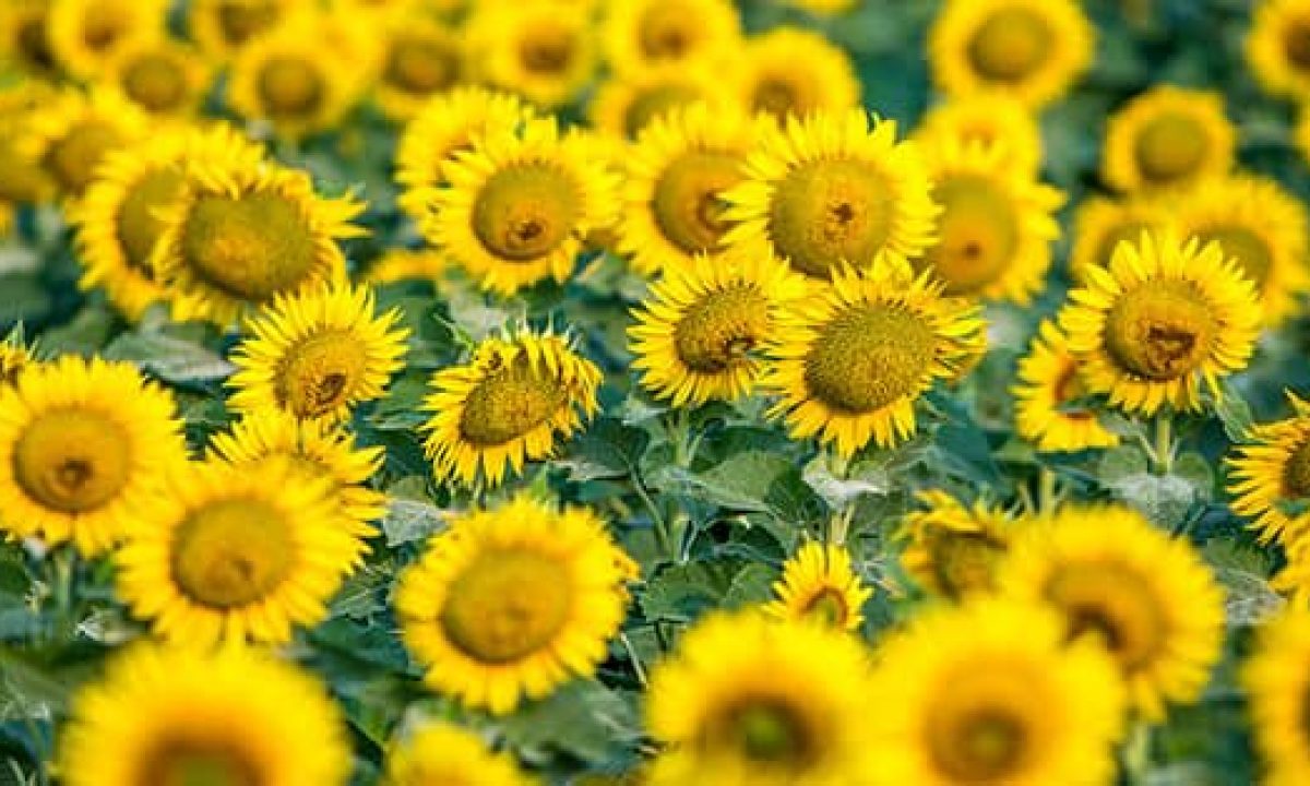 Detail Gambar Bunga Matahari Terindah Nomer 20
