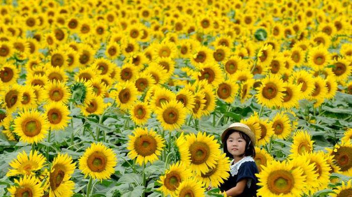 Detail Gambar Bunga Matahari Terindah Di Dunia Nomer 26
