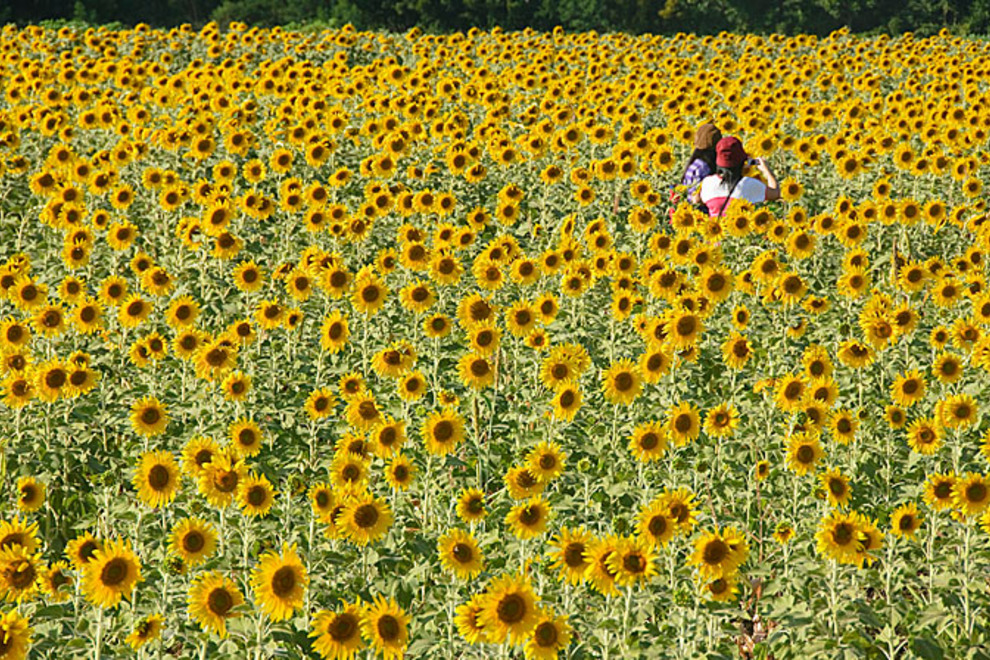 Detail Gambar Bunga Matahari Terindah Di Dunia Nomer 48