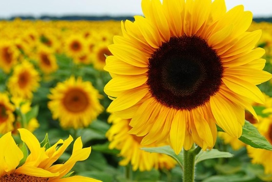 Detail Gambar Bunga Matahari Terindah Di Dunia Nomer 10