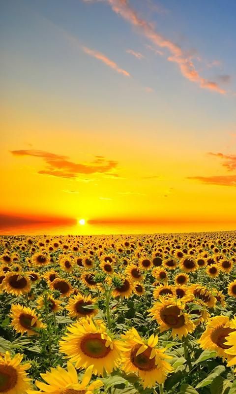 Gambar Bunga Matahari Terkeren - KibrisPDR