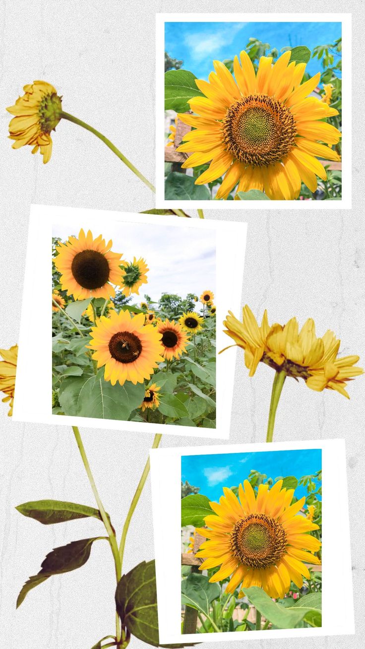 Detail Gambar Bunga Matahari Terkeren Nomer 45