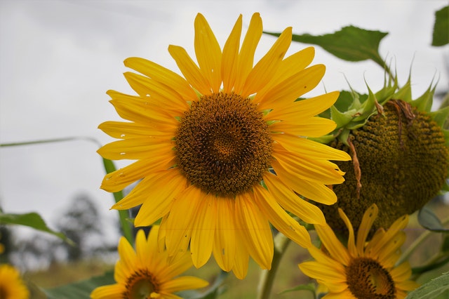 Detail Gambar Bunga Matahari Termasuk Jenis Gambar Nomer 22