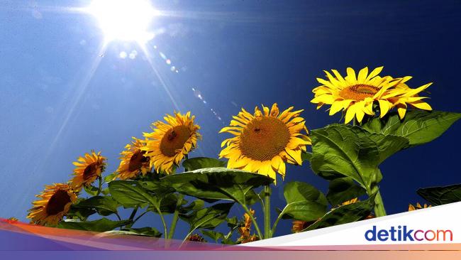 Detail Gambar Bunga Matahari Tk Nomer 50