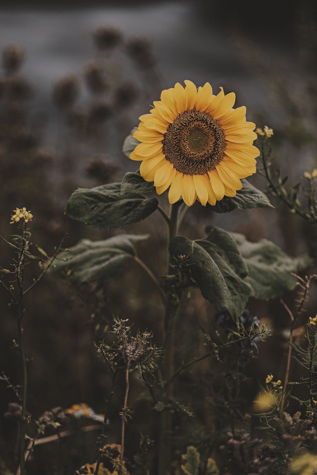 Detail Gambar Bunga Matahari Tumblr Nomer 18