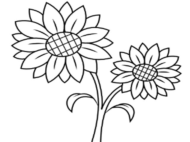 Detail Gambar Bunga Matahari Untuk Diwarnai Nomer 38