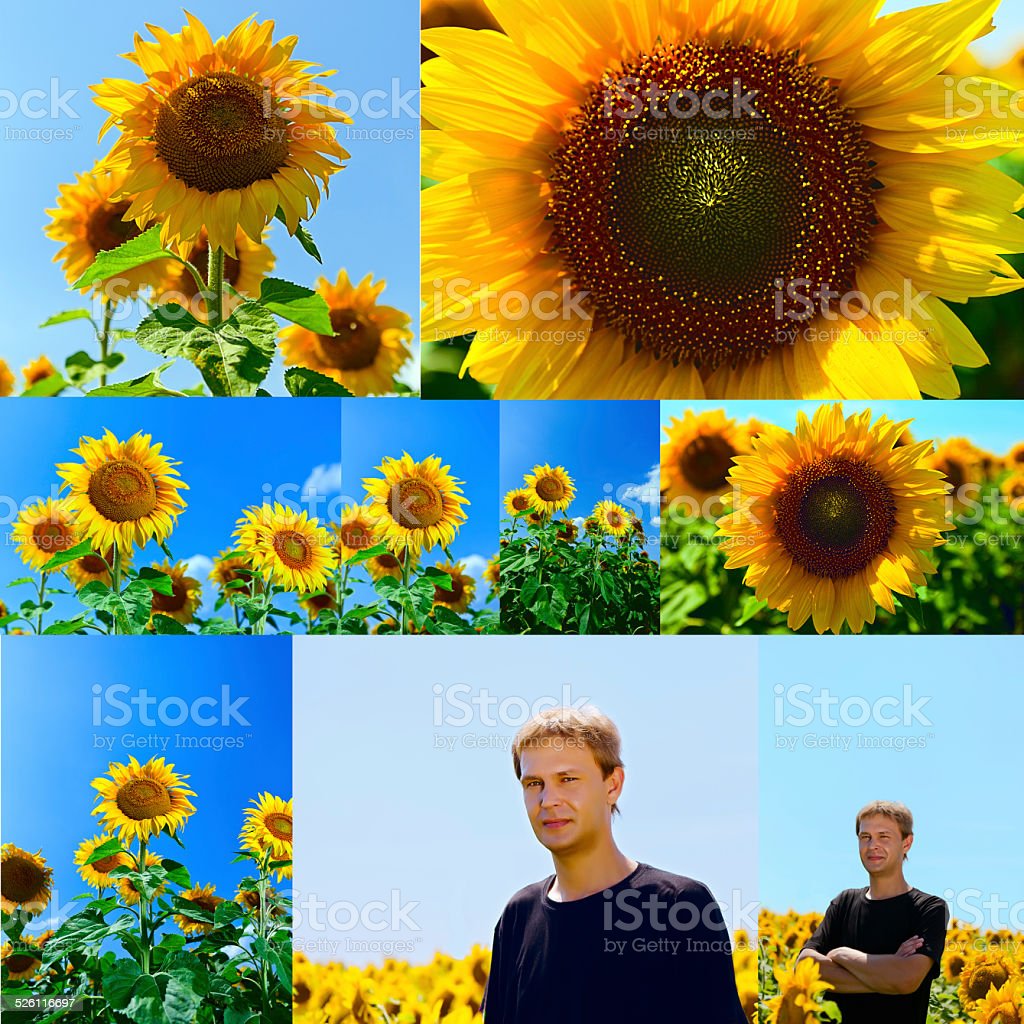 Detail Gambar Bunga Matahari Untuk Kolase Nomer 52