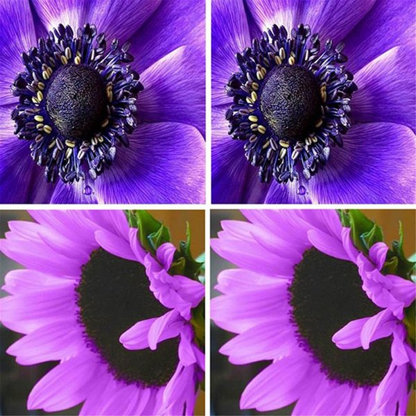 Detail Gambar Bunga Matahari Warna Nomer 49