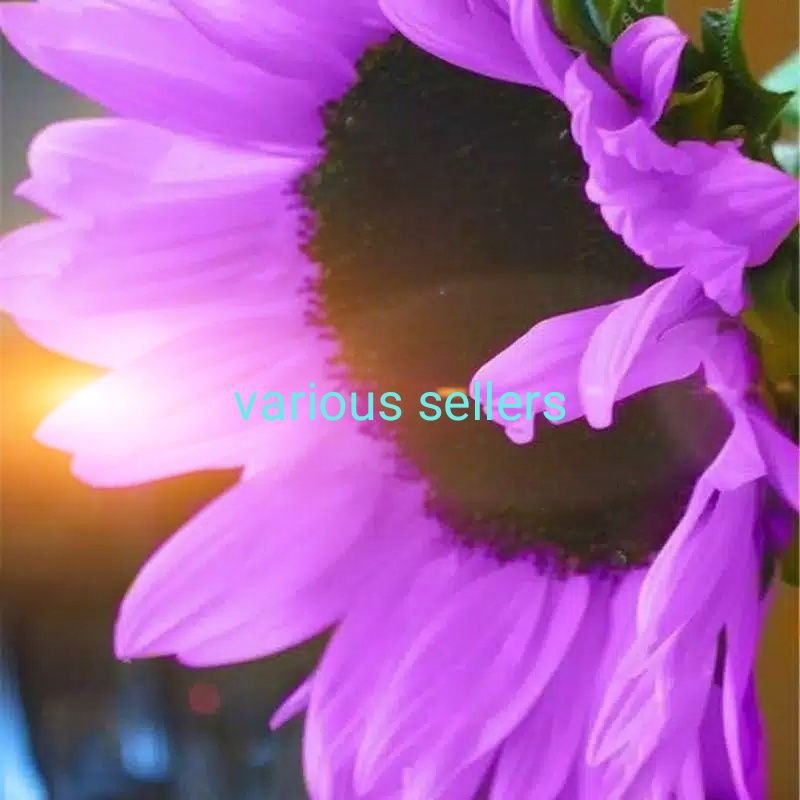 Detail Gambar Bunga Matahari Warna Nomer 54