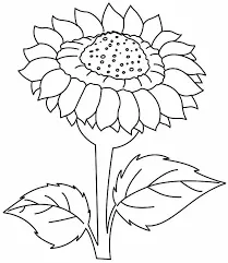 Detail Gambar Bunga Matahari Yang Belum Diwarnai Nomer 44