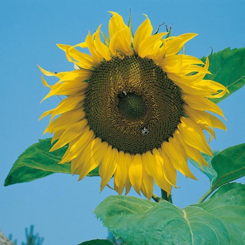 Detail Gambar Bunga Matahari Yang Besar Nomer 13