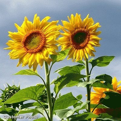 Detail Gambar Bunga Matahari Yang Besar Nomer 6