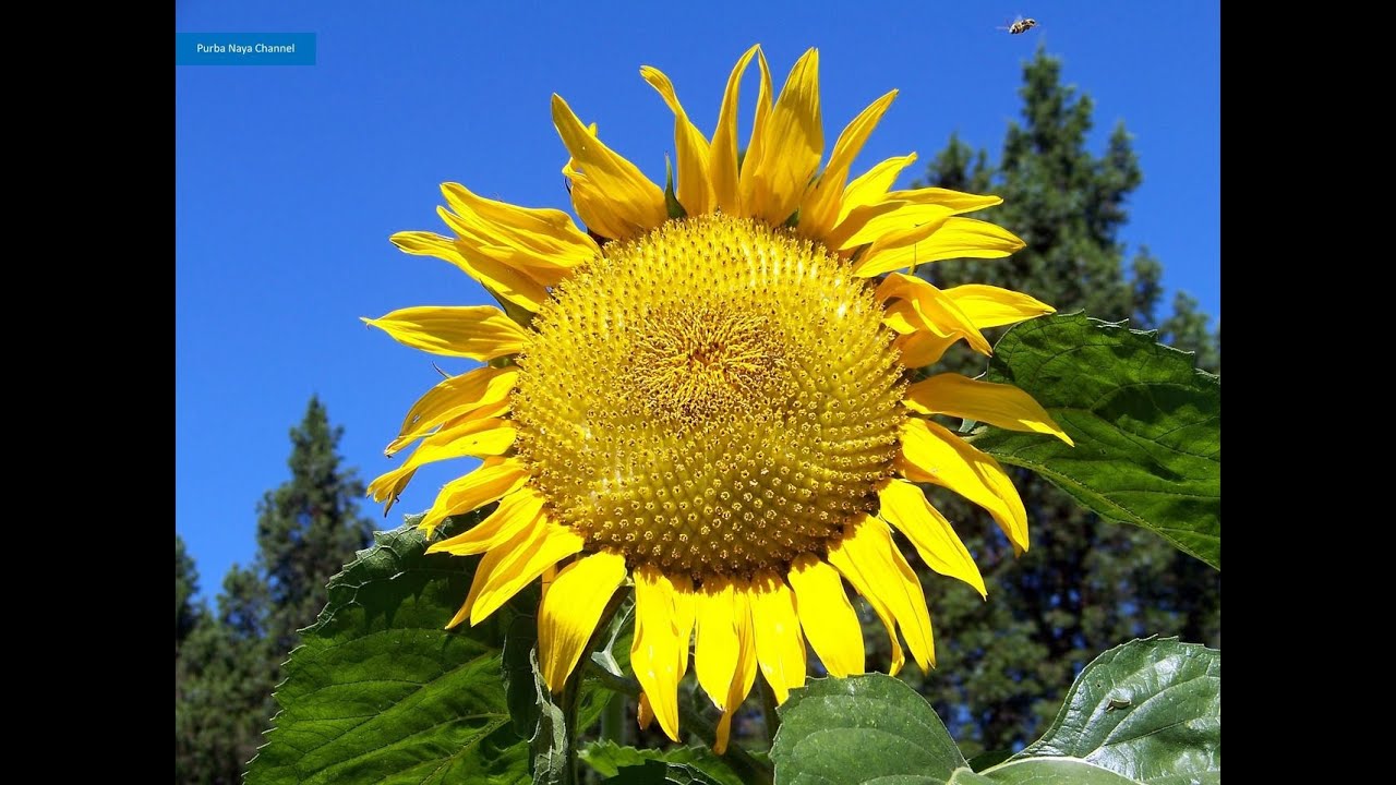 Detail Gambar Bunga Matahari Yang Besar Nomer 52