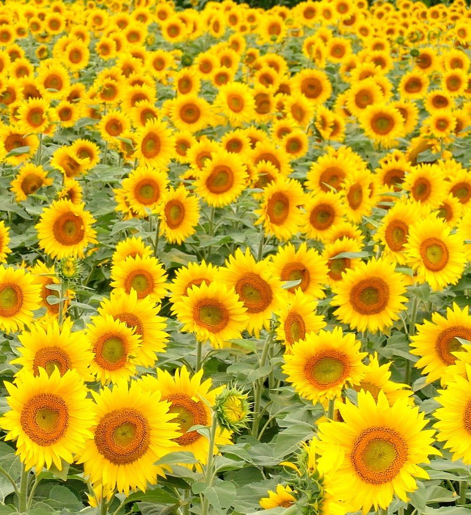 Detail Gambar Bunga Matahari Yang Cantik Nomer 12