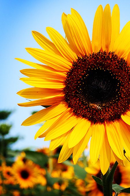 Detail Gambar Bunga Matahari Yang Cantik Nomer 3