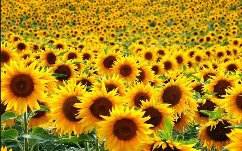 Detail Gambar Bunga Matahari Yang Cantik Nomer 30