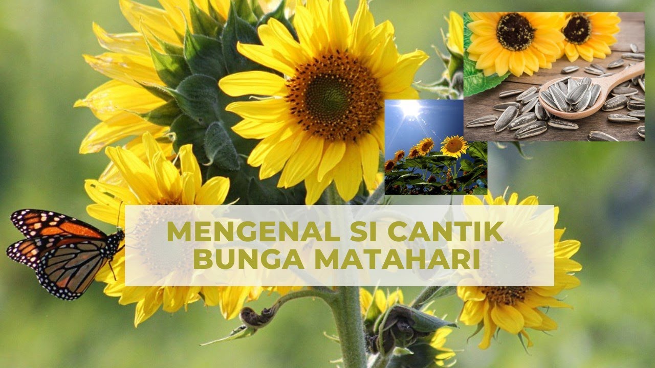 Detail Gambar Bunga Matahari Yang Cantik Nomer 46