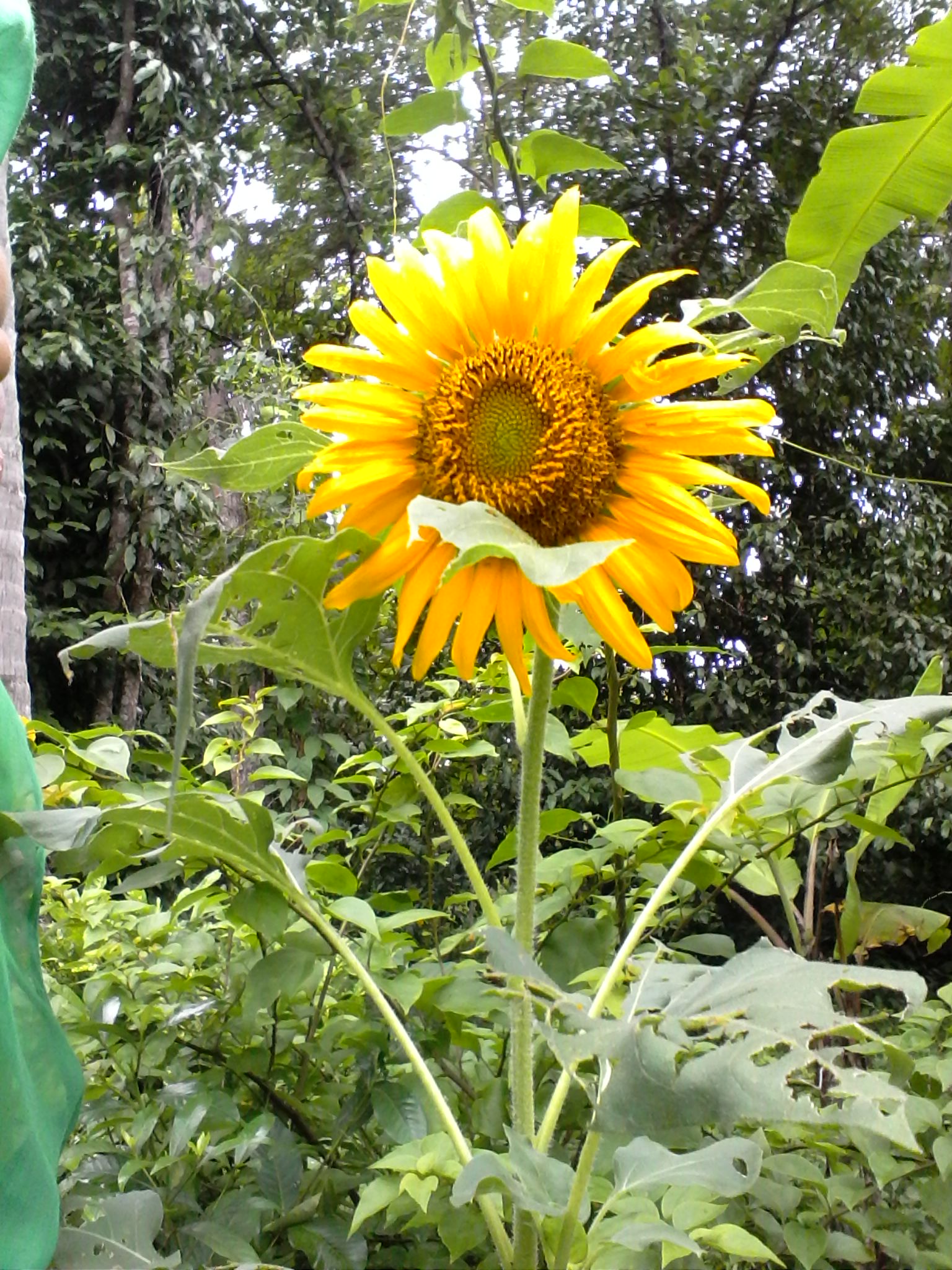Detail Gambar Bunga Matahari Yang Dalam Pot Dan Tingginya 3cm Nomer 13