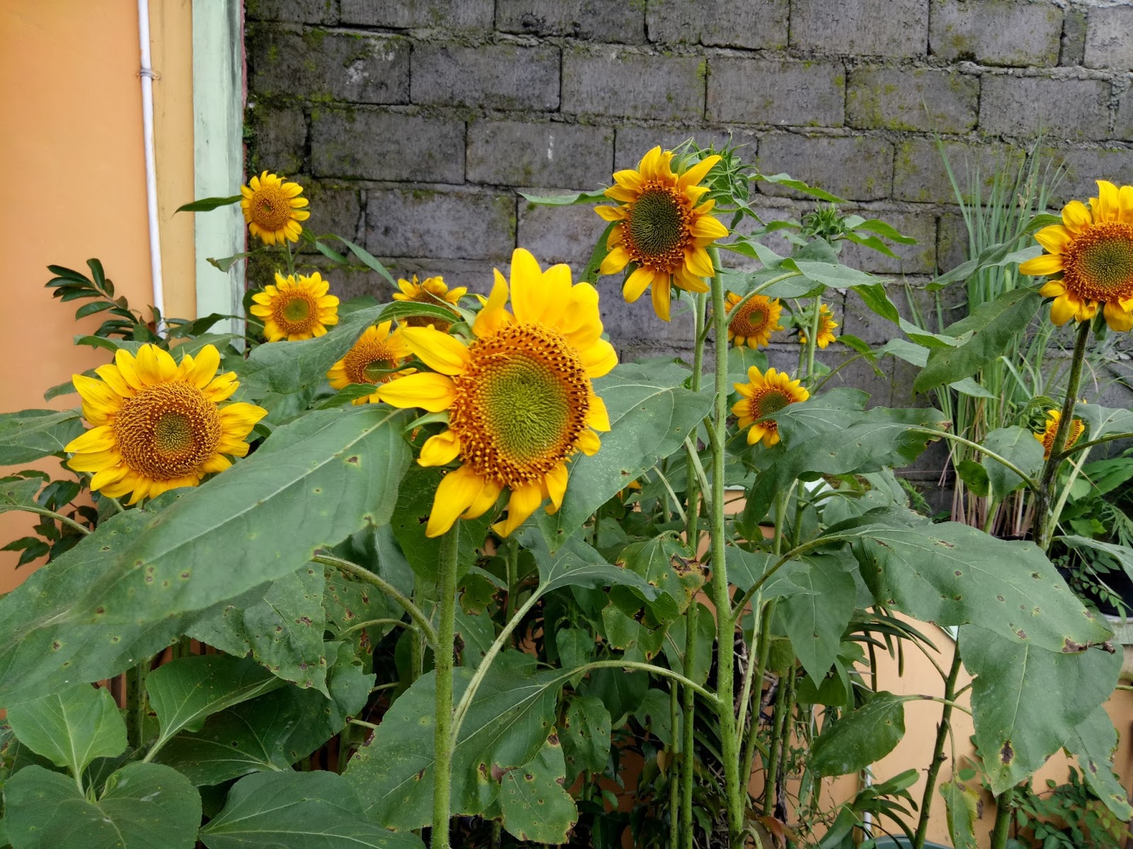 Detail Gambar Bunga Matahari Yang Dalam Pot Dan Tingginya 3cm Nomer 15