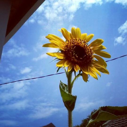 Detail Gambar Bunga Matahari Yang Dalam Pot Dan Tingginya 3cm Nomer 17
