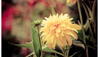 Detail Gambar Bunga Matahari Yang Dalam Pot Dan Tingginya 3cm Nomer 30